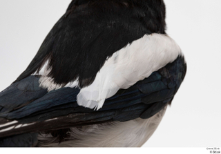 Common magpie Pica pica back wing 0002.jpg